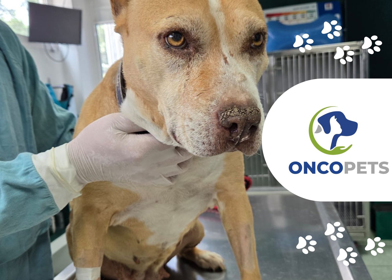 Tumores en la glándula mamaria