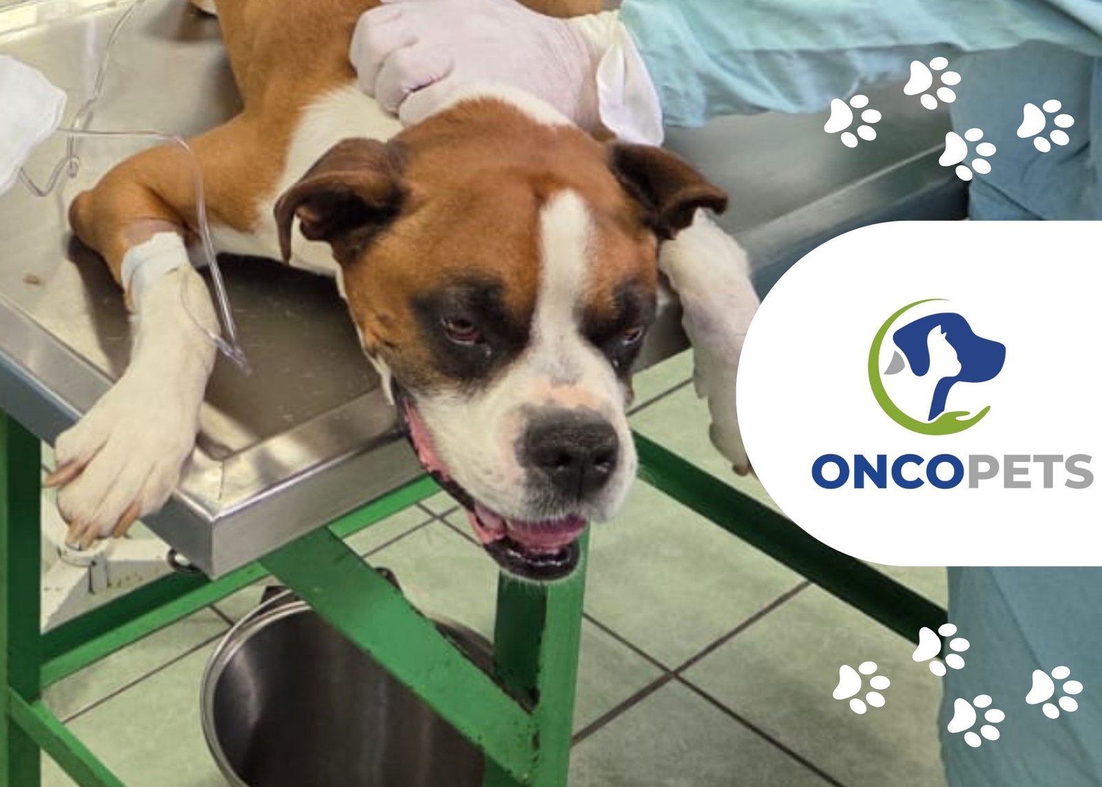 Linfomas (leucemias)