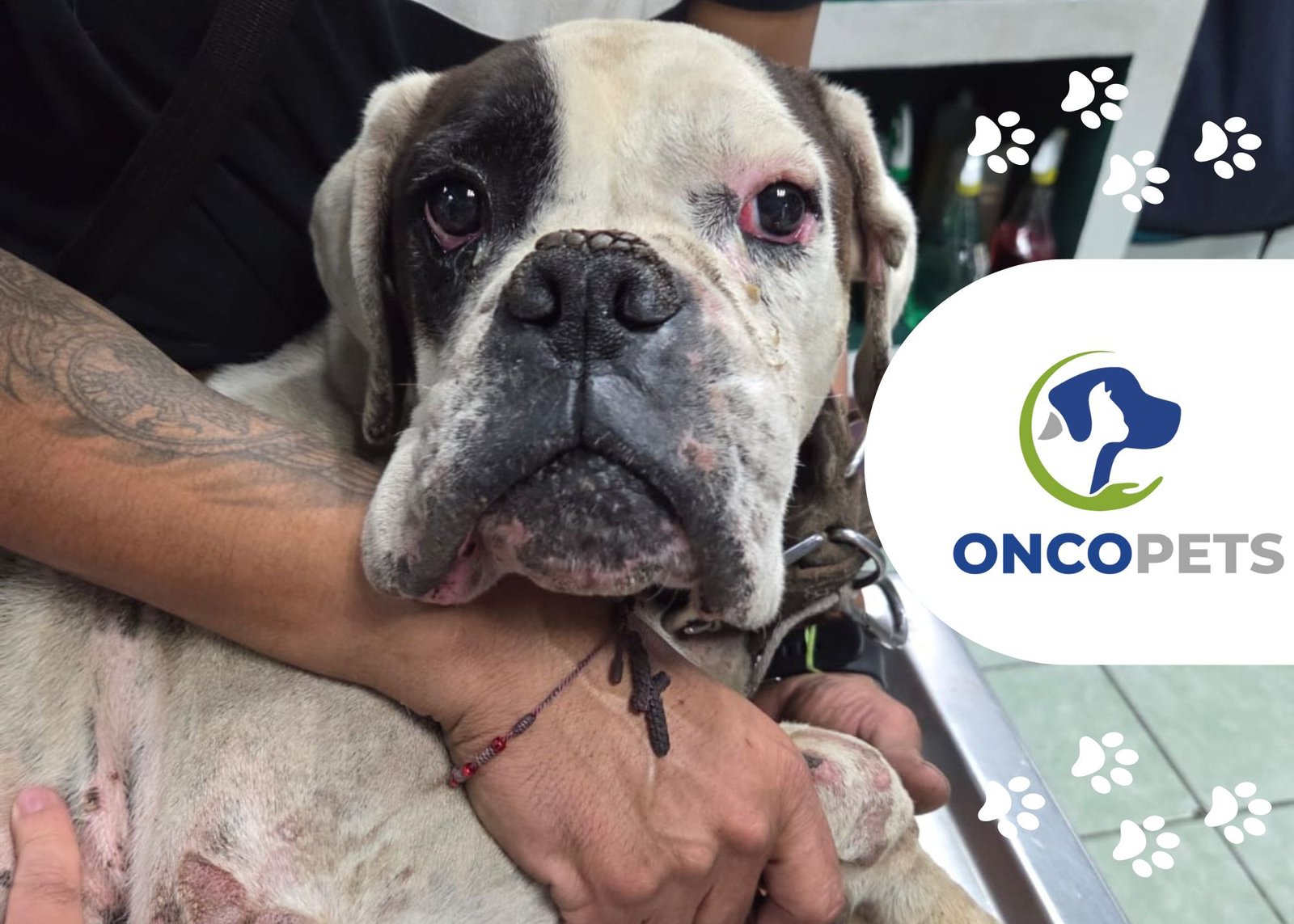 Tumores en piel (Carcinomas de células escamosas).