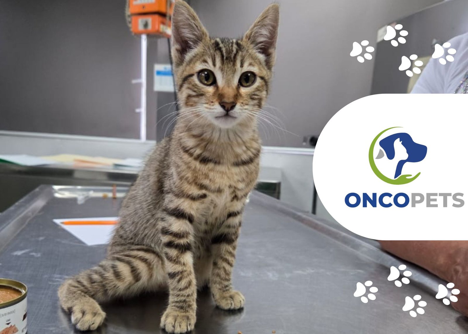 Tumor en el aparato urinario en mascotas